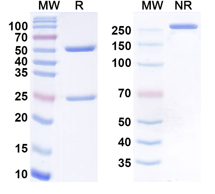SDS-PAGE for Avizakimab Biosimilar - Anti-IL21 mAb - Research Grade
