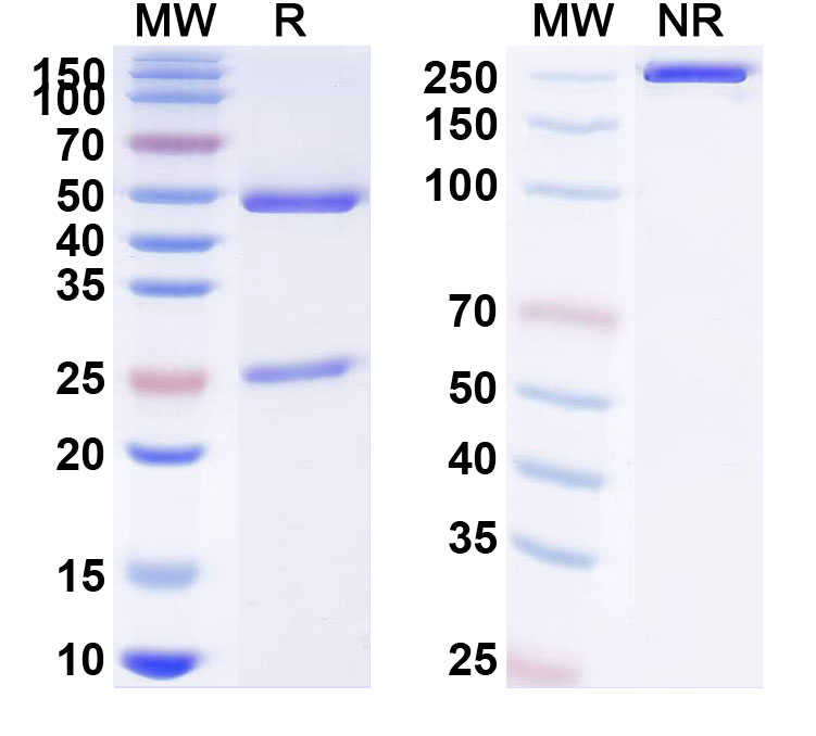 SDS-PAGE for Azintuxizumab Biosimilar - Anti-CD319;SLAMF7 mAb - Research Grade