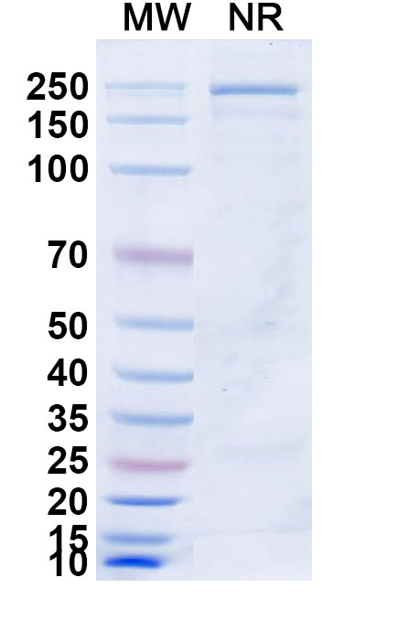 SDS-PAGE for Azirkitug Biosimilar - Research Grade