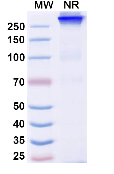 SDS-PAGE for Bafisontamab Biosimilar - Anti-ERBB1 mAb - Research Grade