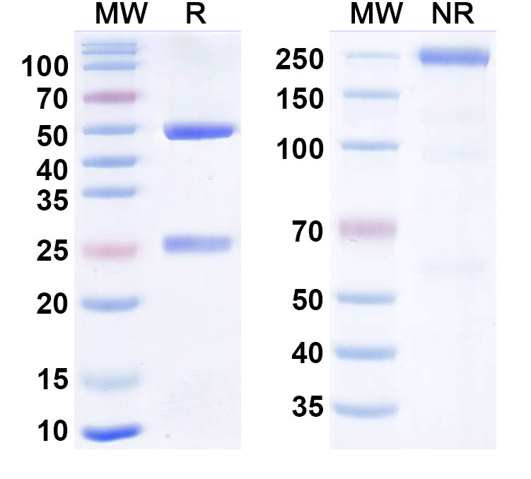 SDS-PAGE for Balstilimab  Biosimilar - Anti-PDCD1; PD1; CD279 mAb - Research Grade