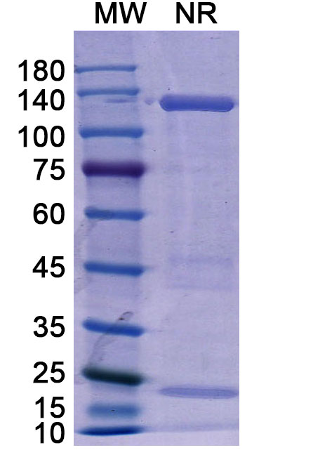 SDS-PAGE for Basiliximab Biosimilar - Anti-IL2RA, CD25 mAb - Research Grade