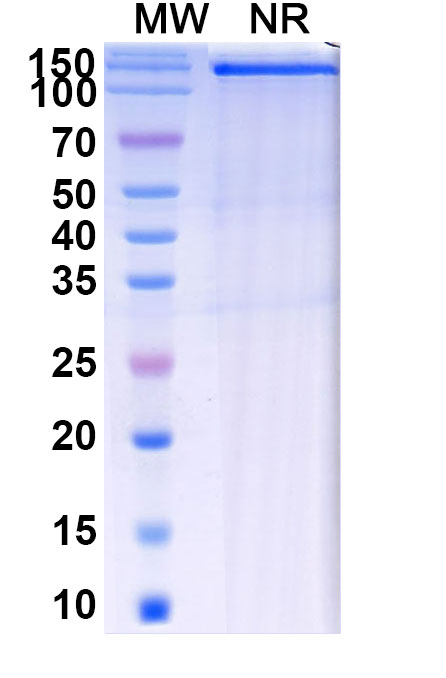 SDS-PAGE for Research Grade Batiraxcept