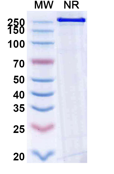 SDS-PAGE for Becotatug Biosimilar - Anti-HER1 mAb - Research Grade