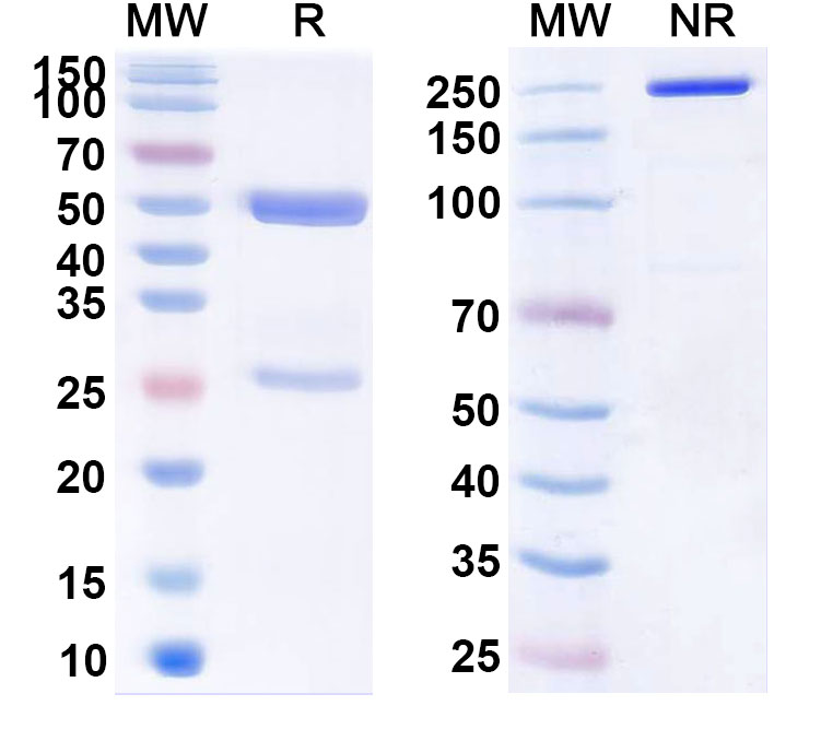 SDS-PAGE for Belimumab Biosimilar - Anti-TNFSF13B, CD257 mAb - Research Grade