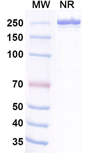 SDS-PAGE for Belrestotug Biosimilar - Anti-VSTM3 mAb - Research Grade