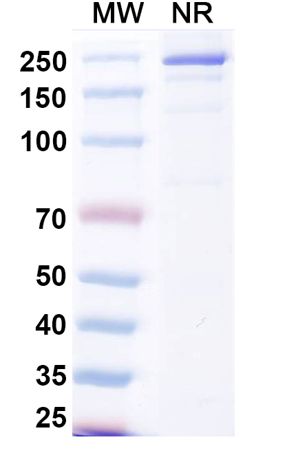 SDS-PAGE for Beludavimab Biosimilar - Anti-Spike RBD mAb - Research Grade