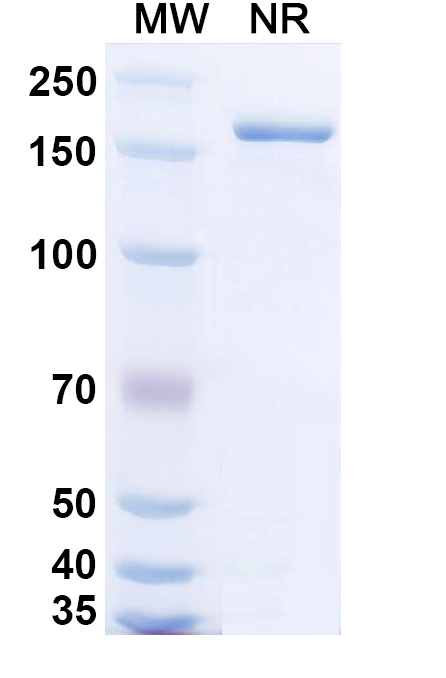 SDS-PAGE for Bempikibart Biosimilar - Anti-IL7R mAb - Research Grade
