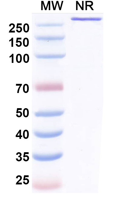 SDS-PAGE for Research Grade Benmelstobart