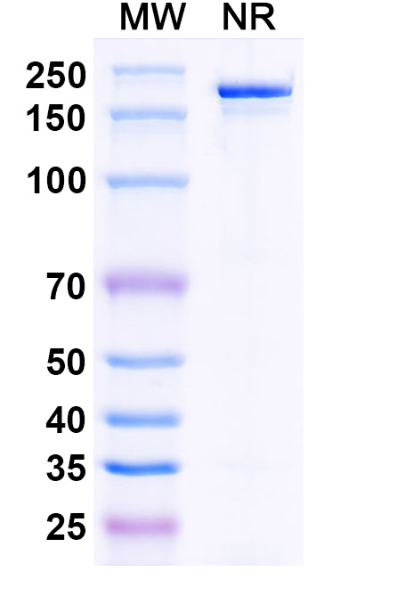 SDS-PAGE for Bepranemab Biosimilar - Anti-MAPT;Tau mAb - Research Grade