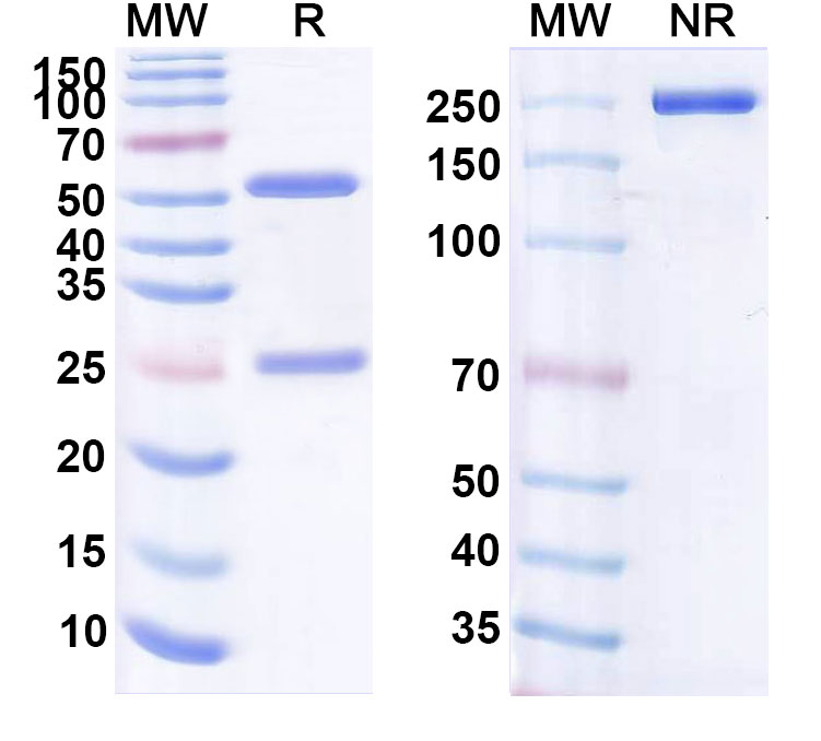 SDS-PAGE for Bertilimumab Biosimilar - Anti-CCL11;Eotaxin mAb - Research Grade