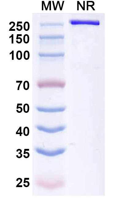 SDS-PAGE for Betifisolimab Biosimilar - Anti-CD274 mAb - Research Grade