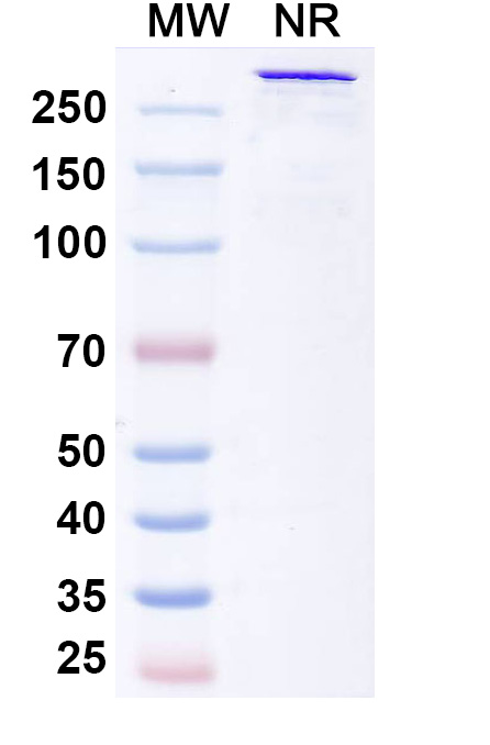 SDS-PAGE for Bexatamig Biosimilar - Research Grade