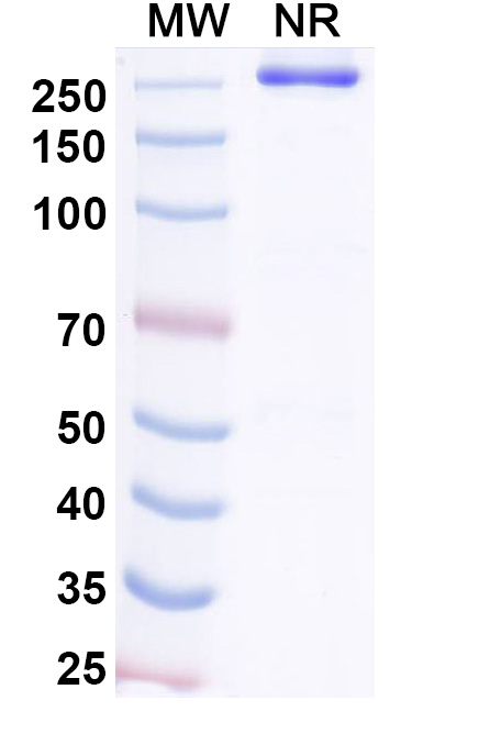 SDS-PAGE for Research Grade Bezetabart