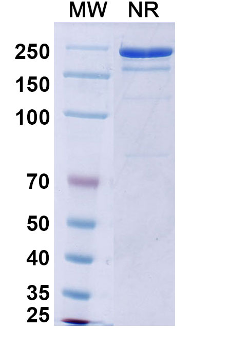 SDS-PAGE for Bezlotoxumab Biosimilar - Anti-toxin B mAb - Research Grade