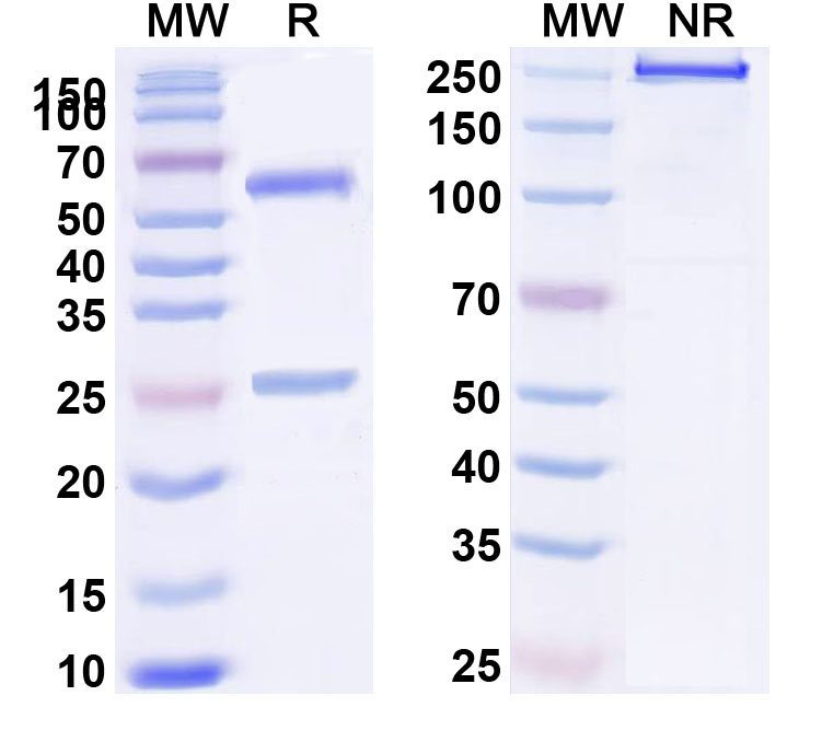 SDS-PAGE for Research Grade BHQ880
