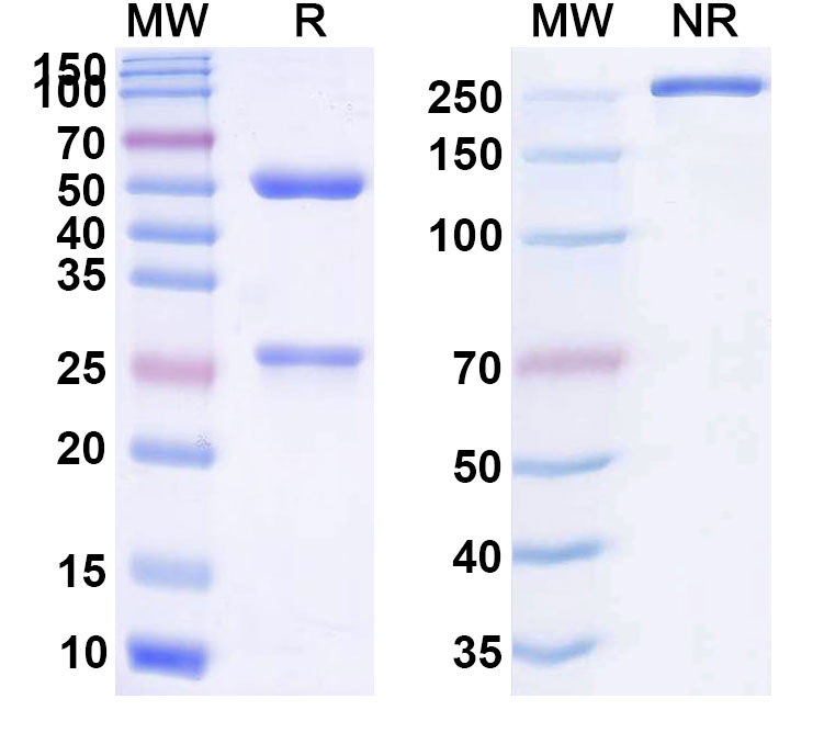 SDS-PAGE for Biciromab Biosimilar - Anti-FGB;Fibrinogen beta mAb - Research Grade