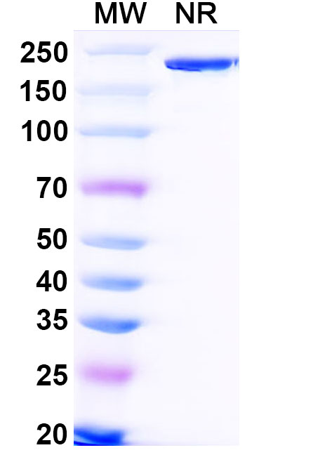 SDS-PAGE for Research Grade Bifikafusp Alfa
