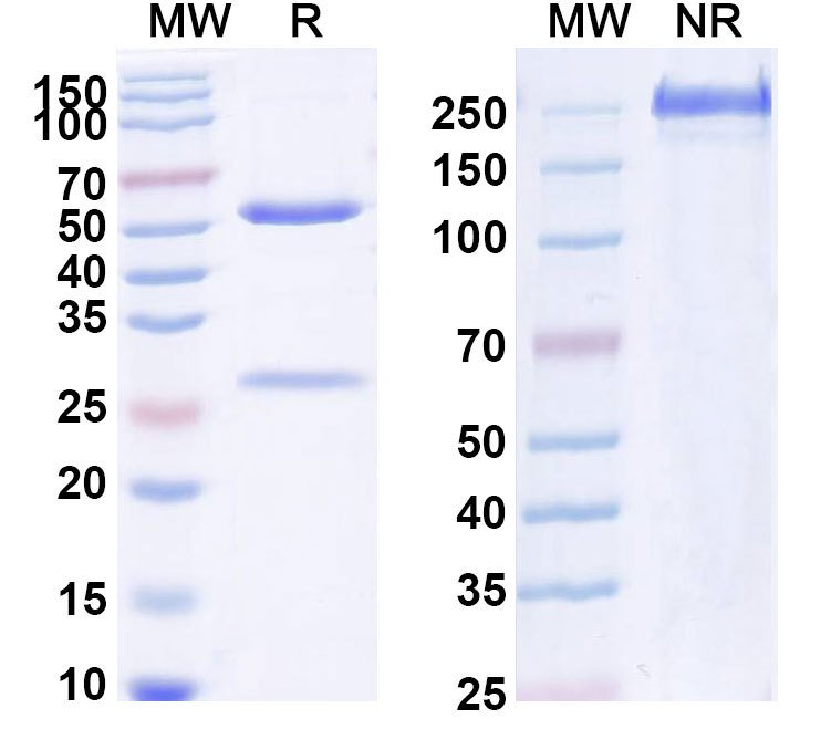 SDS-PAGE for Bimagrumab Biosimilar - Anti-ACVR2A; ACVR2B mAb - Research Grade