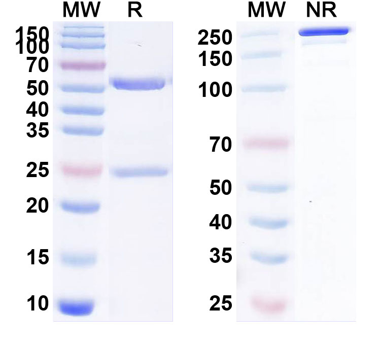 SDS-PAGE for Bimekizumab Biosimilar - Anti-IL17A, IL17F mAb - Research Grade