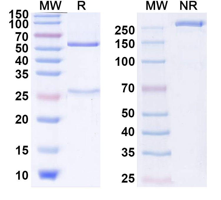 SDS-PAGE for Bivatuzumab Biosimilar - Anti-CD44 ; CD44V mAb - Research Grade