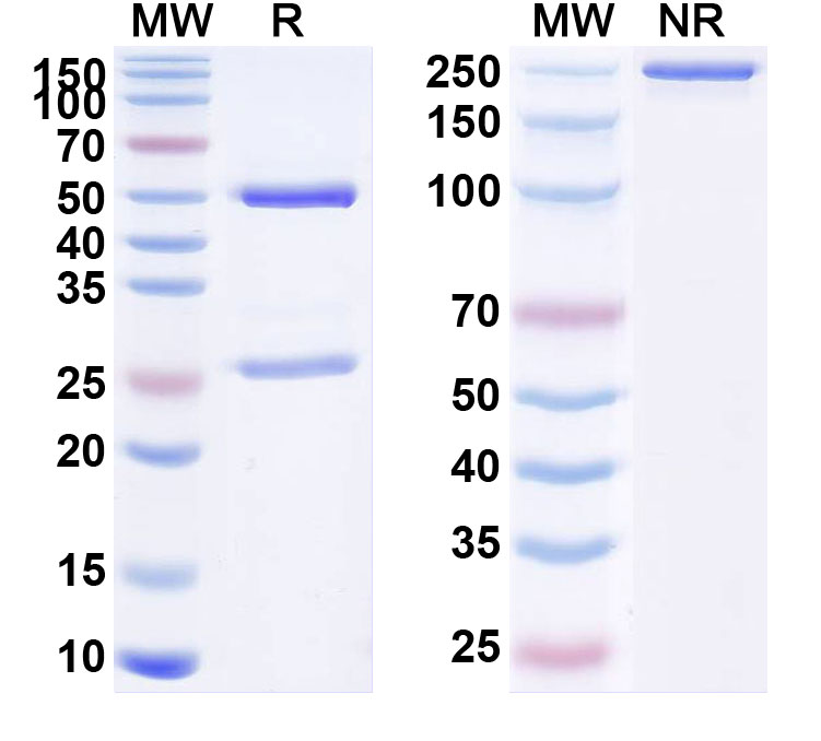 SDS-PAGE for Bleselumab Biosimilar - Anti-CD40;TNFRSF5 mAb - Research Grade