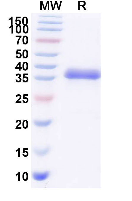 SDS-PAGE for Blisibimod Biosimilar - Anti-BAFF fusion protein - Research Grade