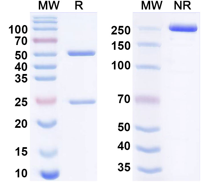 SDS-PAGE for Bocunebart Biosimilar - Research Grade