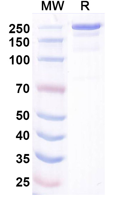 SDS-PAGE for Bosakitug Biosimilar - Research Grade