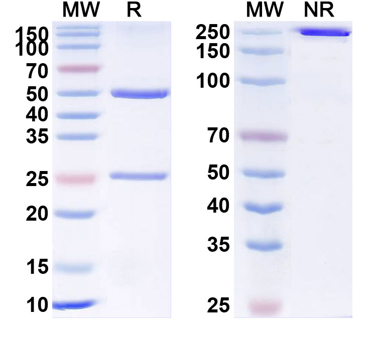 SDS-PAGE for Brazikumab Biosimilar - Anti-IL23A mAb - Research Grade