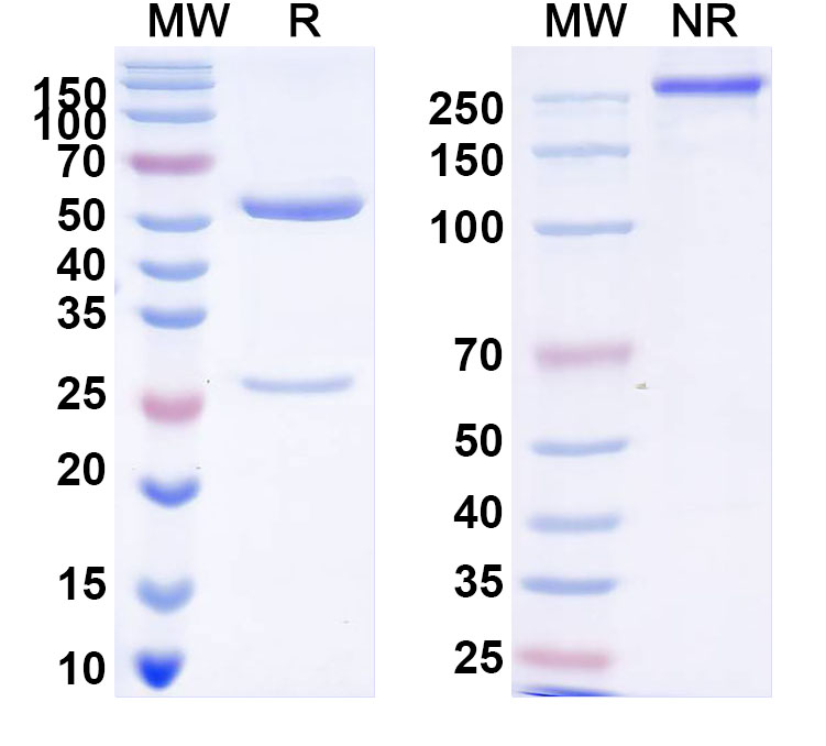 SDS-PAGE for Brelovitug Biosimilar - Research Grade