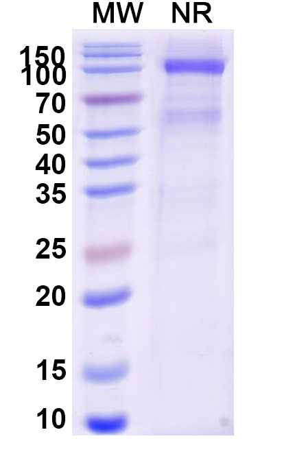 SDS-PAGE for Research Grade Brenetafusp