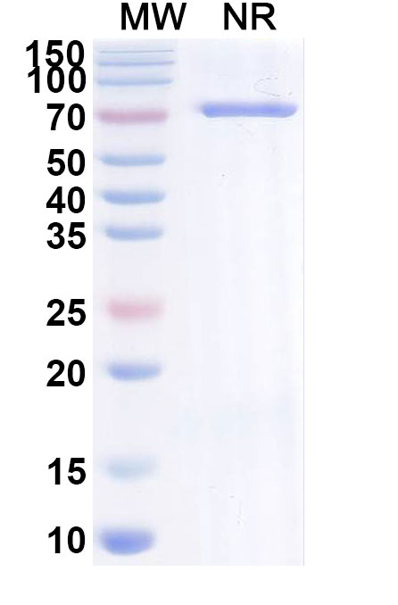 SDS-PAGE for Brivekimig Biosimilar - Research Grade