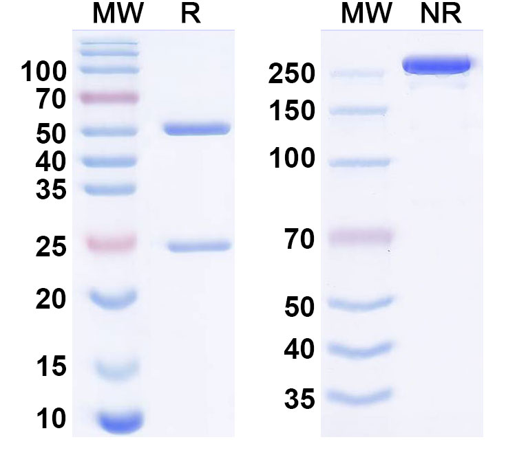 SDS-PAGE for Brivestobart Biosimilar - Research Grade