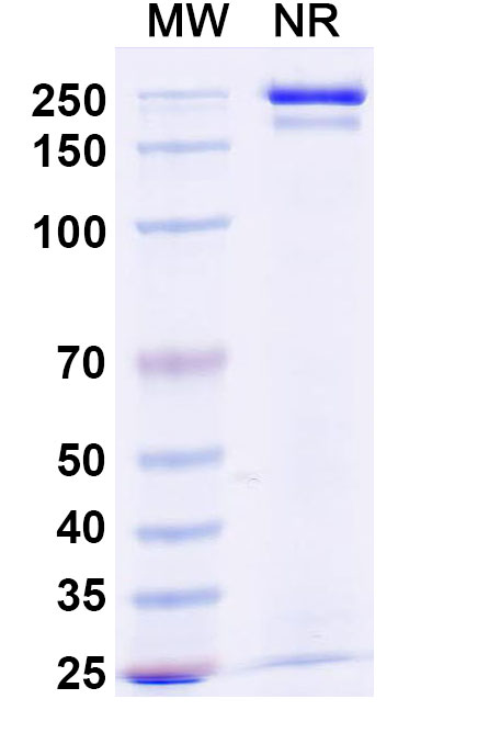 SDS-PAGE for Research Grade Budoprutug