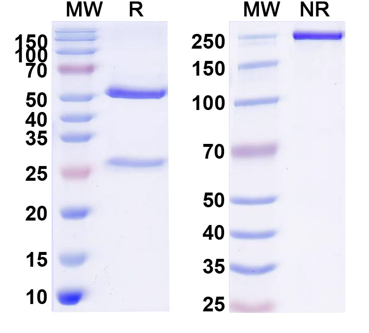 SDS-PAGE for Bulumtatug Biosimilar - Research Grade