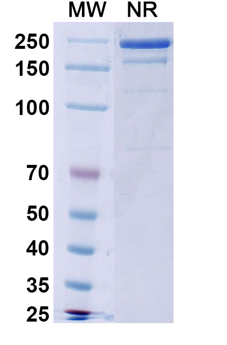 SDS-PAGE for Burosumab Biosimilar - Anti-FGF23 mAb - Research Grade