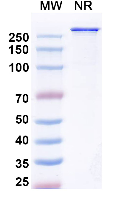 SDS-PAGE for Research Grade Cabotamig