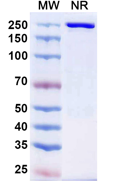 SDS-PAGE for Cafelkibart Biosimilar - Research Grade