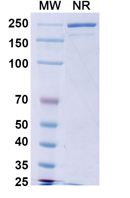SDS-PAGE for Calotatug Biosimilar - Research Grade