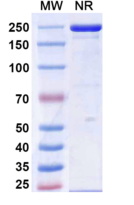 SDS-PAGE for Calpurbatug Biosimilar - Anti-DNA-binding protein HU-alpha mAb - Research Grade