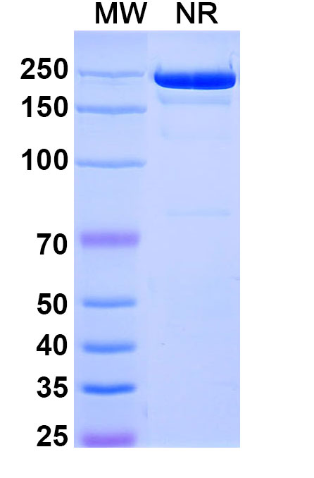 SDS-PAGE for Camidanlumab Biosimilar - Anti-IL2RA, CD25 mAb - Research Grade
