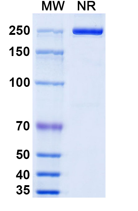 SDS-PAGE for Camoteskimab Biosimilar - Anti-IL18 mAb - Research Grade