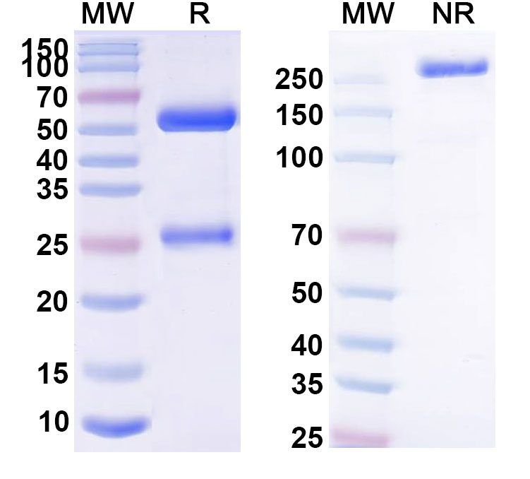 SDS-PAGE for Anti-Human CD4 (Campath-9H) Biosimilar - Anti-CD4 mAb - Research Grade