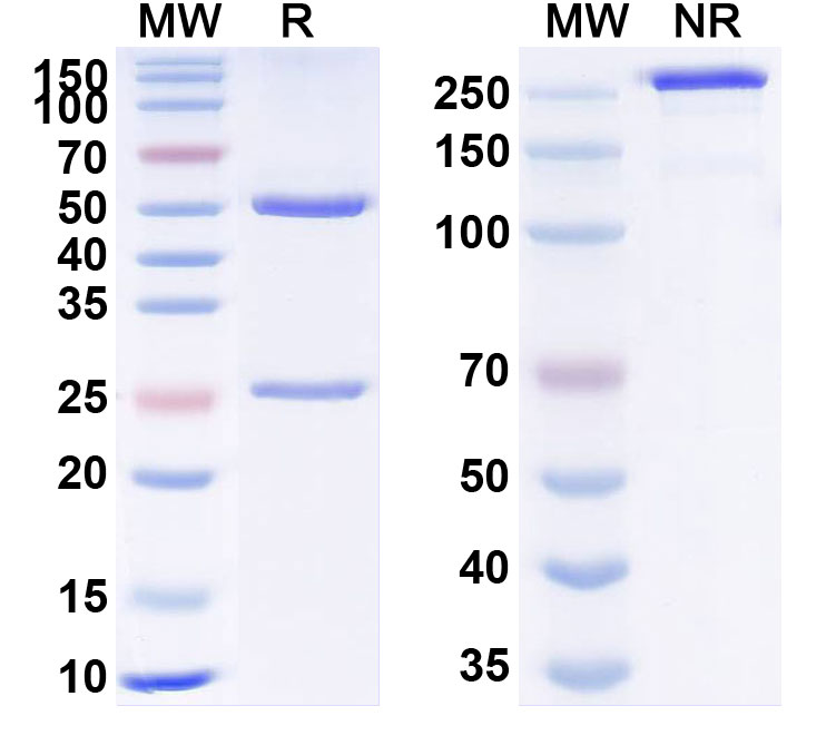 SDS-PAGE for Camrelizumab Biosimilar - Anti-PDCD1; PD-1; CD279 mAb - Research Grade