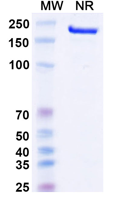 SDS-PAGE for Canakinumab Biosimilar - Anti-IL1B mAb - Research Grade