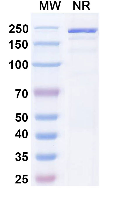 SDS-PAGE for Canine IgG1 Isotype Control antibody (HyHEL-10)
