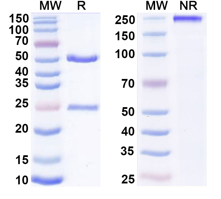 SDS-PAGE for Canine IgG2, lambda Isotype Control antibody (HyHEL-10)
