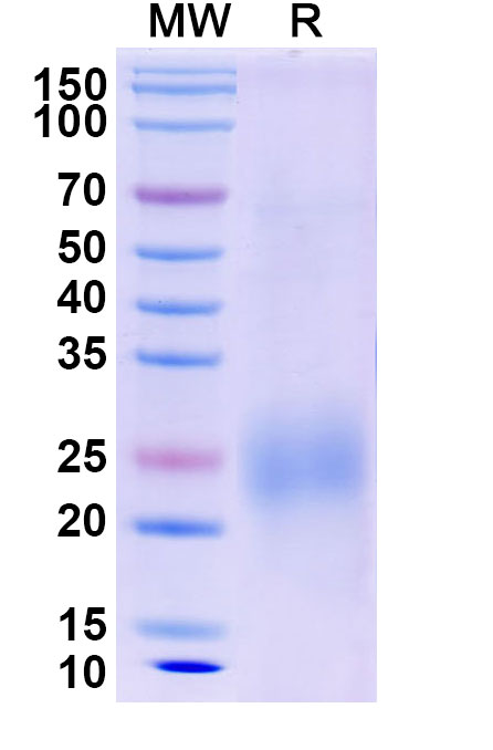 SDS-PAGE for Canine IL31 recombinant protein