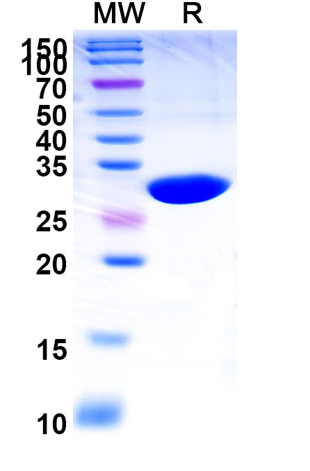 SDS-PAGE for Caplacizumab Biosimilar - Anti-VWF  A1 domain mAb - Research Grade